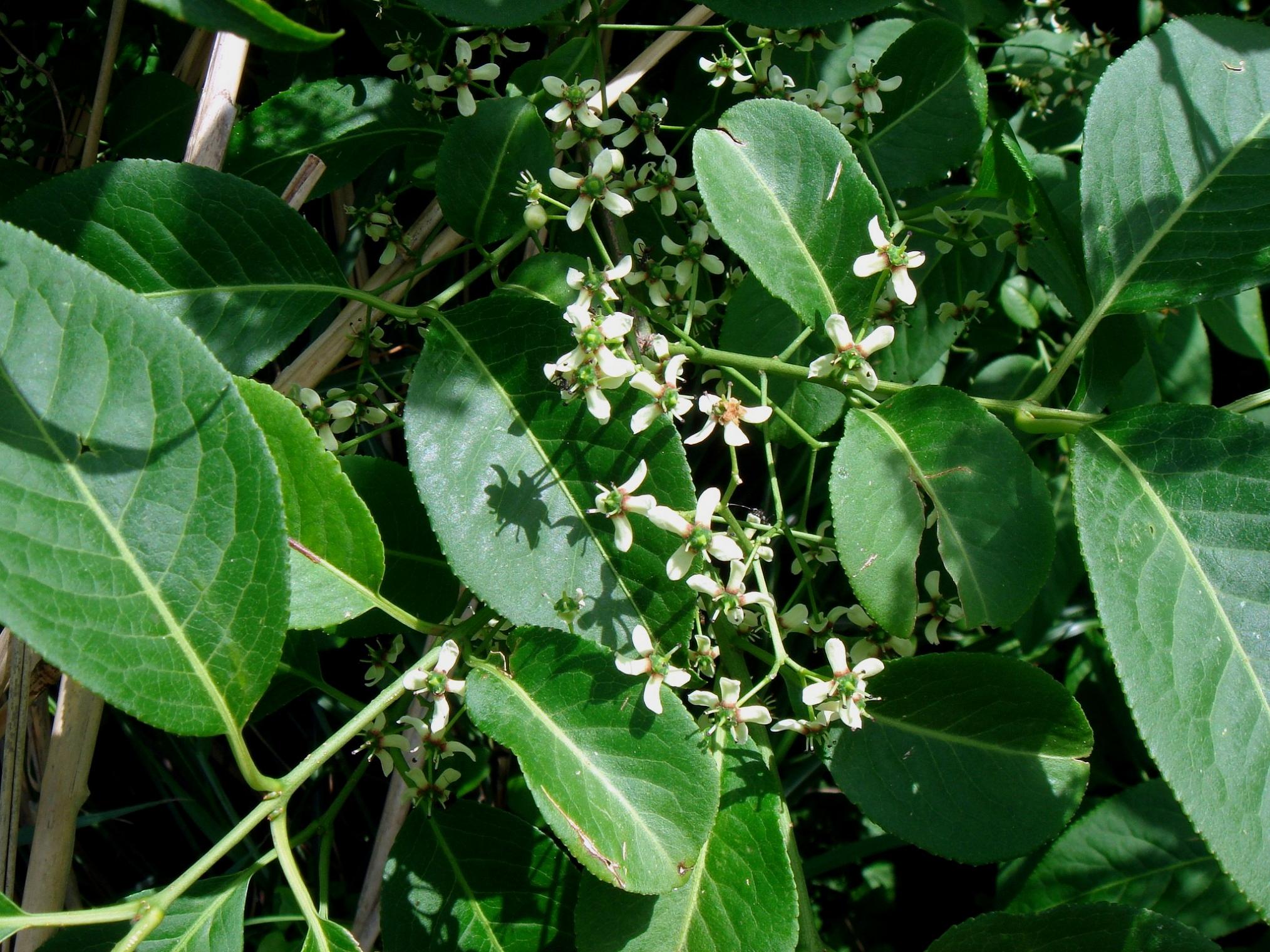 Euonymus hamiltonianus Wallich var. sieboldianus (Blume) Hara